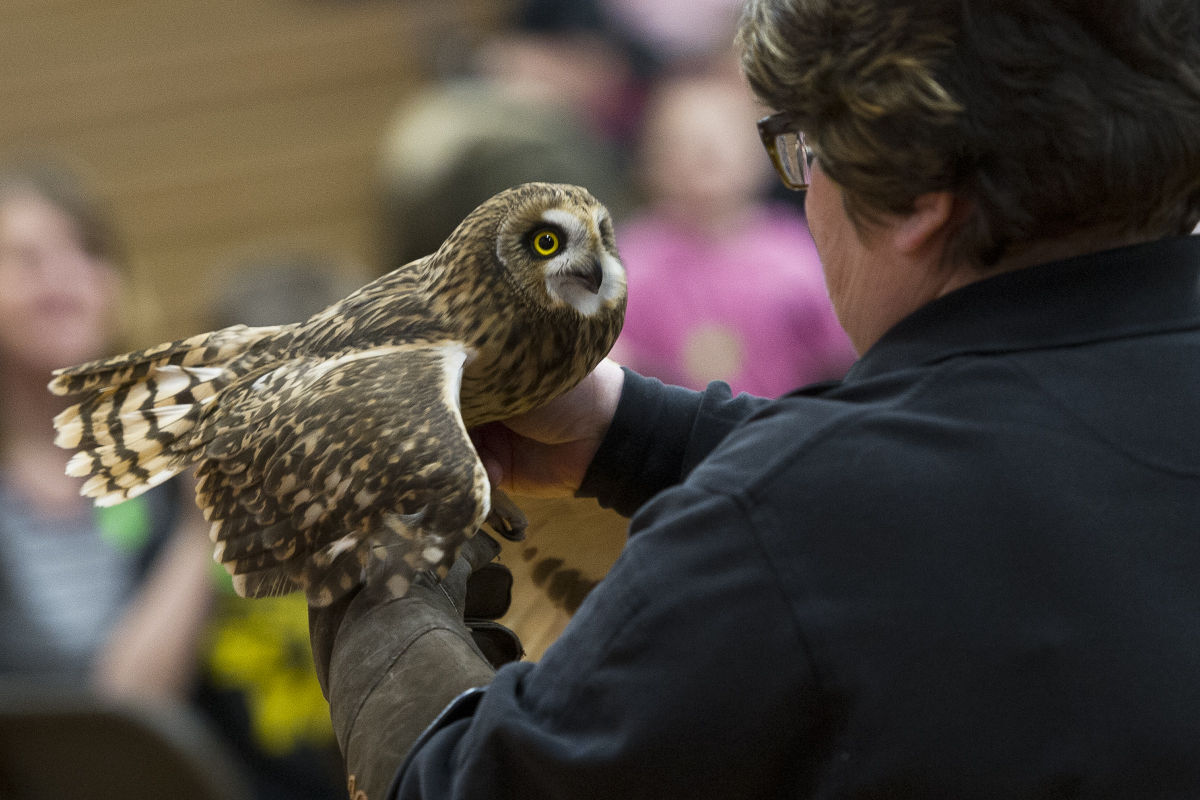 Festival of Owls 08